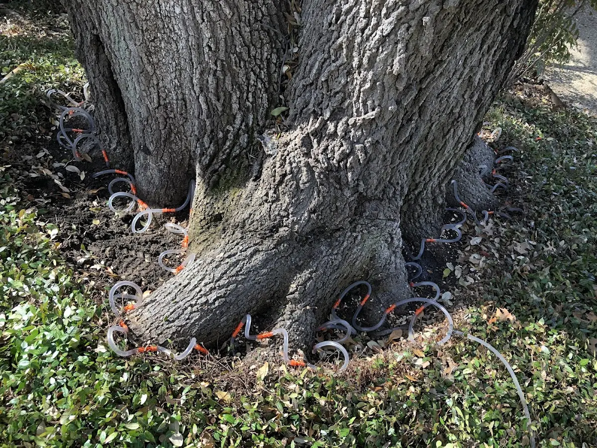Detailed Tree Cabling and Bracing job site in Jeannette