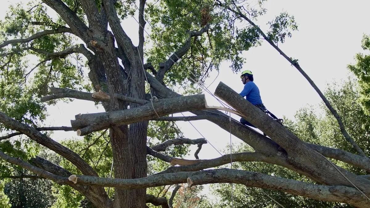 Professional Hazardous Tree Removal performed by certified arborists in Jeannette