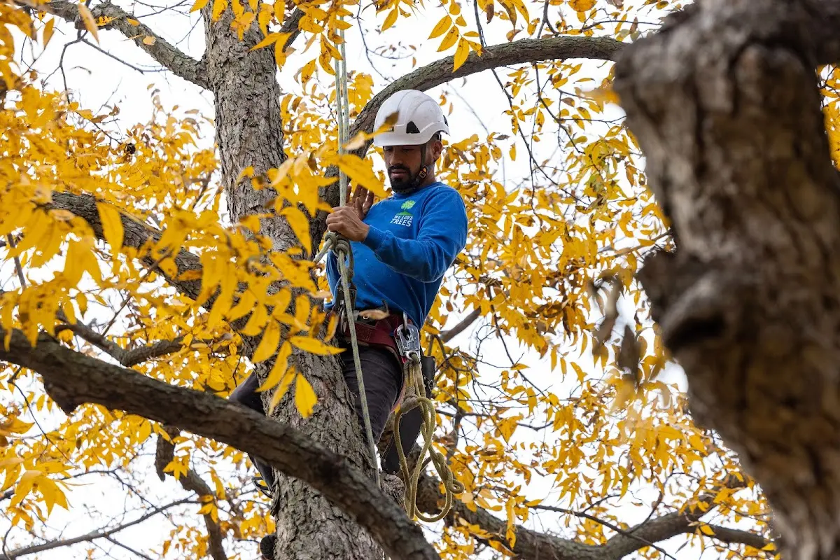 Skilled Storm Damage Cleanup crew working in Jeannette
