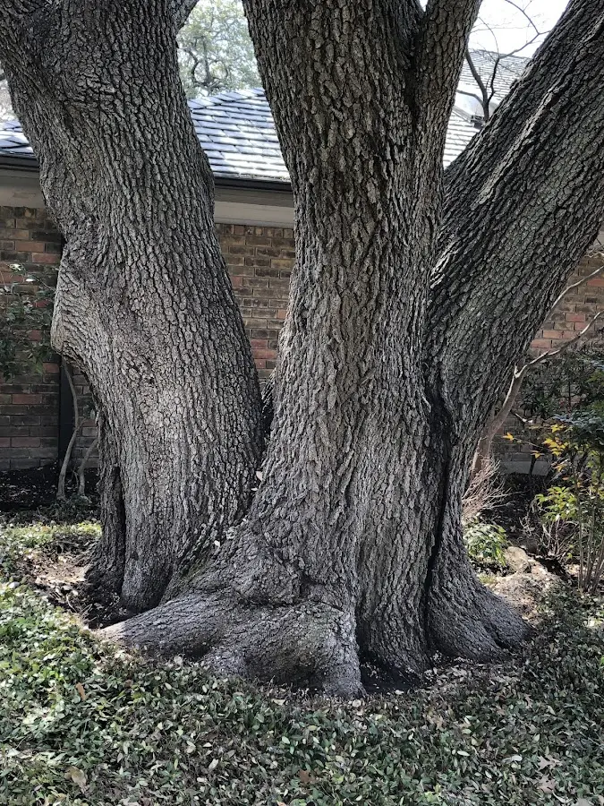 Mature heritage tree close to a Jeannette property cared for by certified arborists